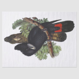 Parrot Cockatoo Bird Vintage Tissue Paper