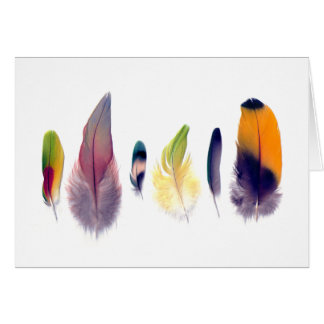 Parrot Feather Collection