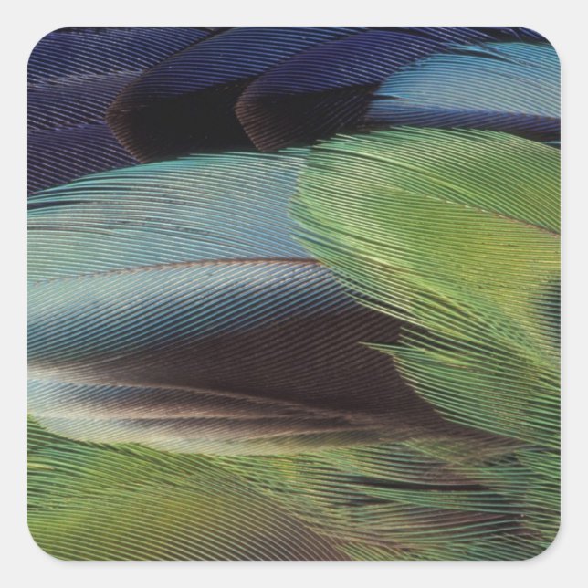 Parrot feather pattern design square sticker (Front)