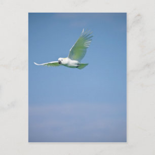 Parrot Flying Postcard