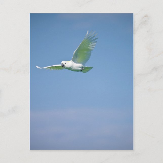 Parrot Flying Postcard (Front)