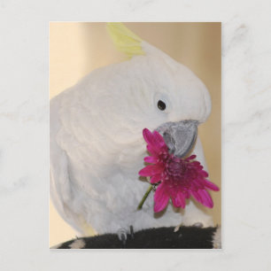 Parrot He loves me love me not Postcard