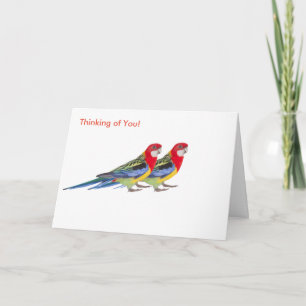 Parrot image for Greeting card