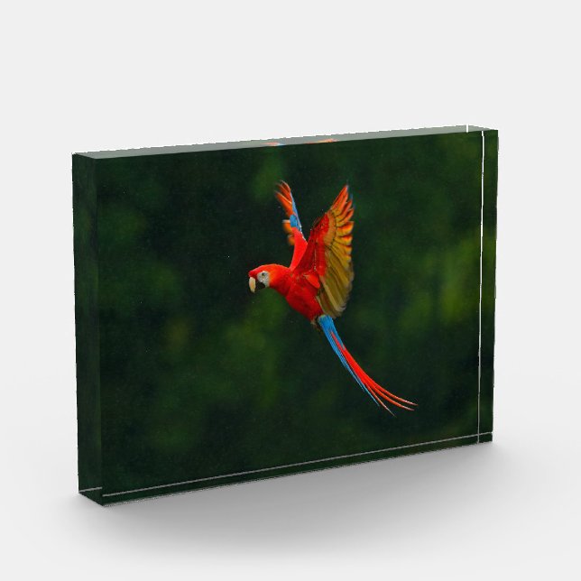 Parrot in Flight Photo Block (Left)