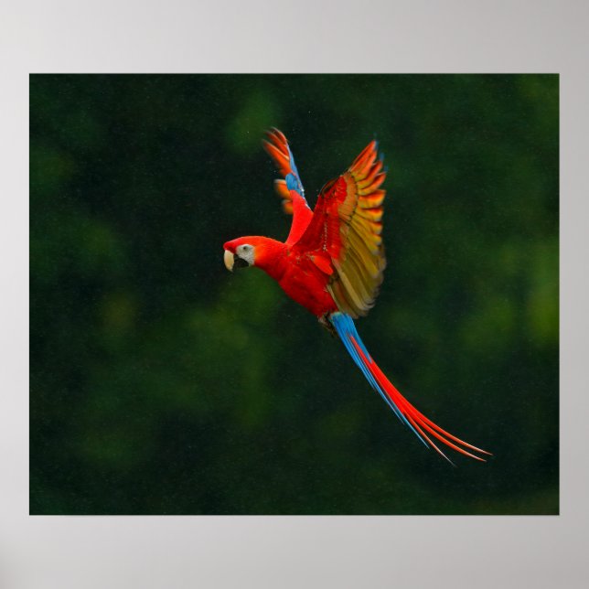Parrot in Flight Poster (Front)