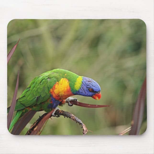 parrot, lorikeet, bird mouse pad (Front)