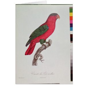 Parrot: Lory or Collared