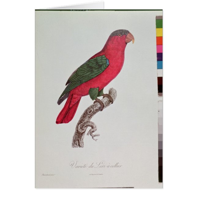 Parrot: Lory or Collared (Front)