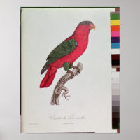 Parrot: Lory or Collared