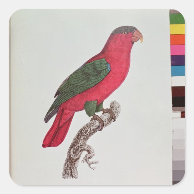 Parrot: Lory or Collared Square Sticker (Front)