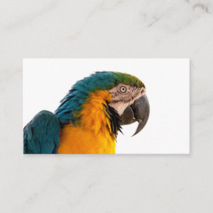 Parrot macaw enclosure card
