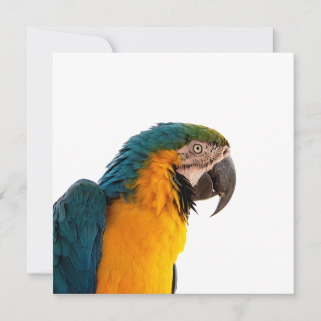 Parrot macaw invitation (Front)