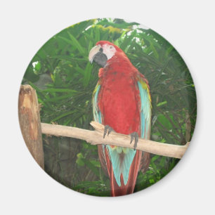 Parrot Magnet