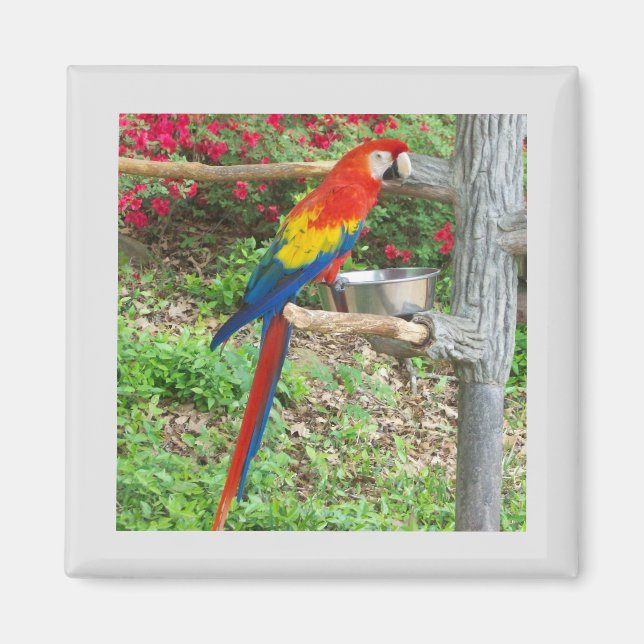 Parrot Magnet (Front)