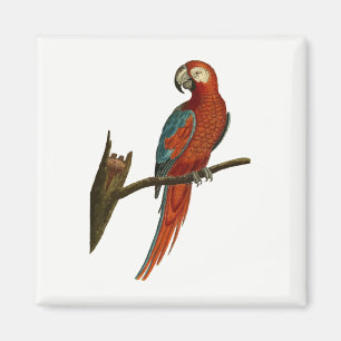 Parrot Magnet