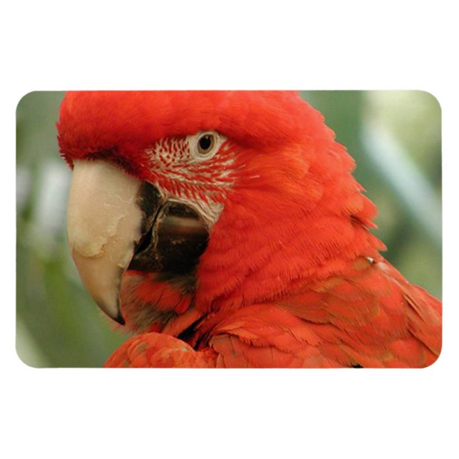 PARROT MAGNET (Horizontal)