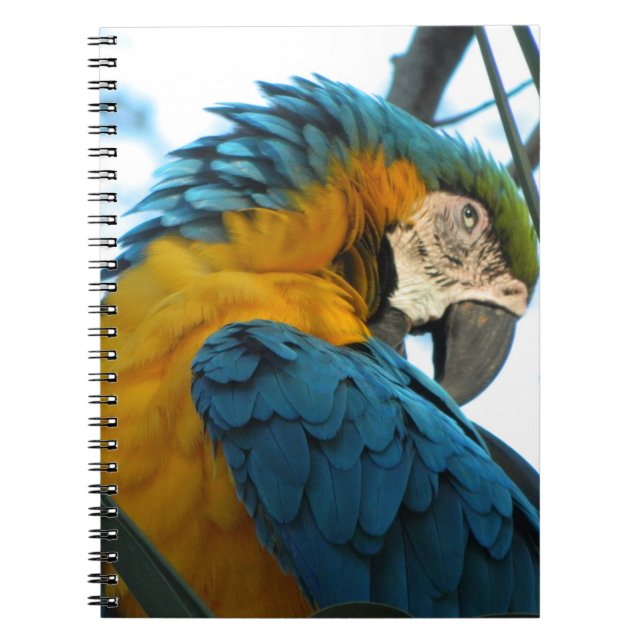 Parrot Notebook (Front)