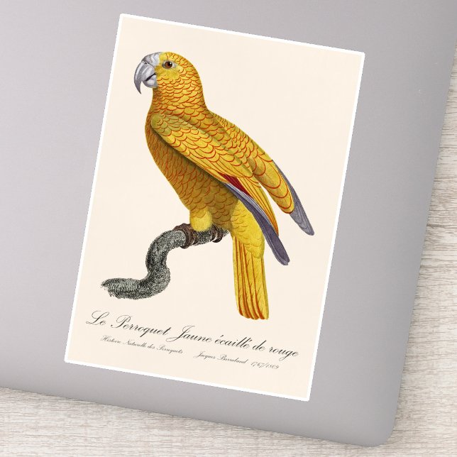 Parrot of Paradise of Cuba, Psittacus Paradisi (Le Perroquet Jaune ecaille de rouge. Sticker)