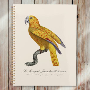 Parrot of Paradise of Cuba, Psittacus Paradisi Planner