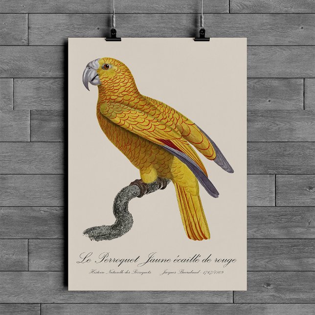 Parrot of Paradise of Cuba, Psittacus Paradisi Poster (Le Perroquet Jaune ecaille de rouge. Poster)