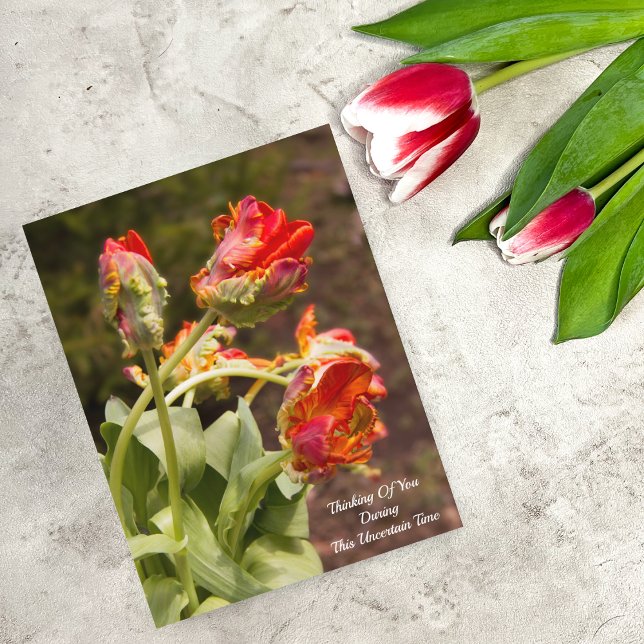 Parrot Orange Tulips Thinking Of You Postcard (Creator Uploaded)