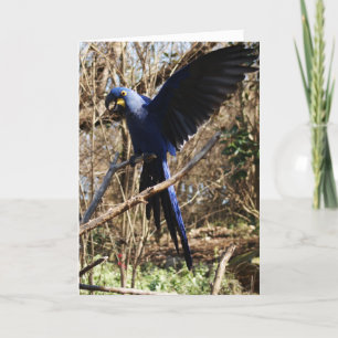 Parrot Party Card