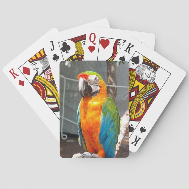 Parrot, playing cards, nature, birds cards (Back)