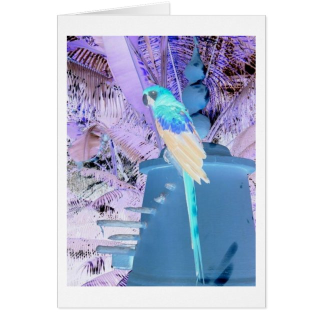 Parrot Pop Art (Front)