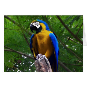Parrot Pose ~ Card