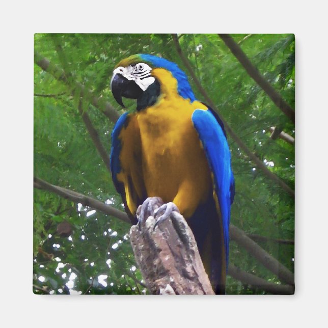 Parrot Pose ~ Magnet (Front)