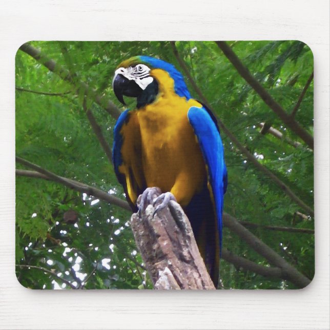 Parrot Pose ~ Mousepad (Front)