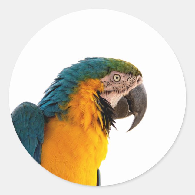Parrot Post-it Notes Classic Round Sticker (Front)
