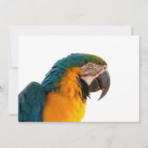 Parrot Post-it Notes Invitation