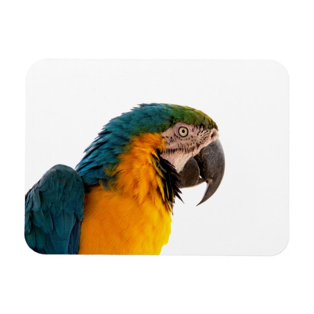Parrot Post-it Notes Magnet (Horizontal)