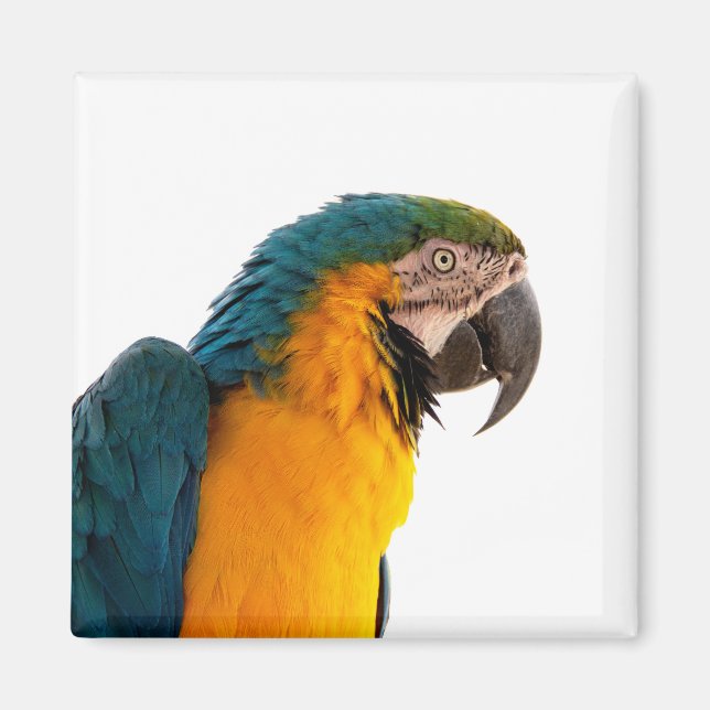 Parrot Post-it Notes Magnet (Front)