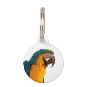 Parrot Post-it Notes Pet Tag