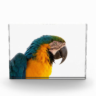 Parrot Post-it Notes Photo Block