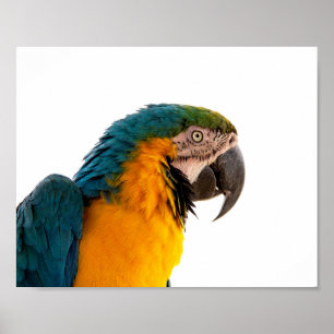 Parrot Post-it Notes Poster