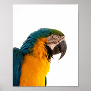 Parrot Post-it Notes Poster