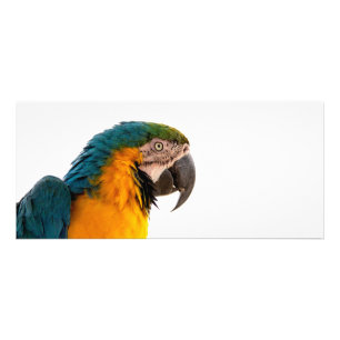 Parrot Post-it Notes Rack Card