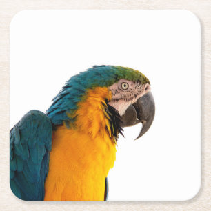 Parrot Post-it Notes Square Paper Coaster