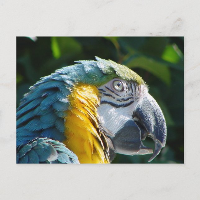 Parrot Postcard (Front)