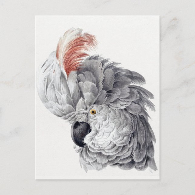 Parrot  postcard (Front)