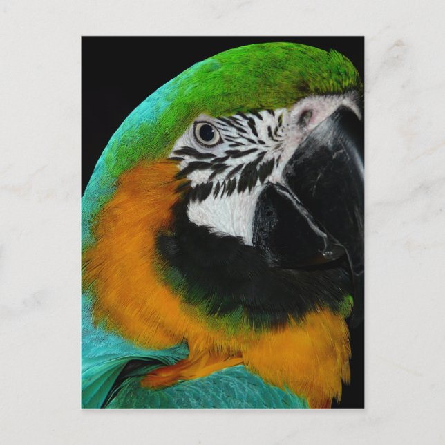 Parrot Postcard (Front)