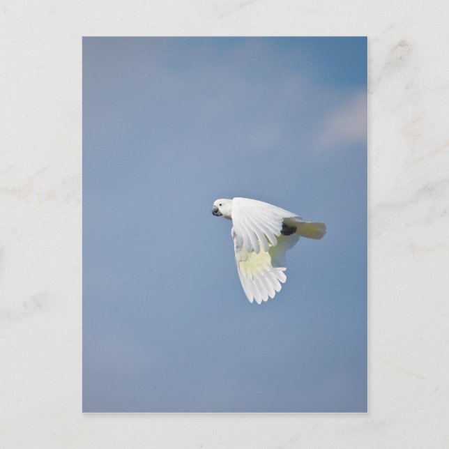 Parrot Postcard (Front)