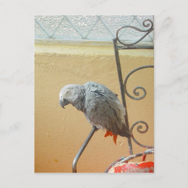Parrot - postcard (Front)