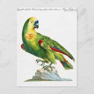 Parrot postcard