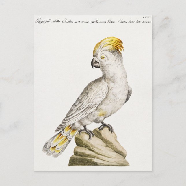 Parrot  postcard (Front)