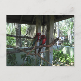 Parrot Postcard