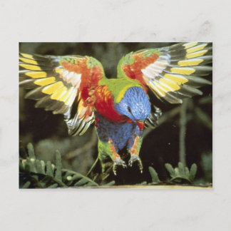 Parrot Postcard